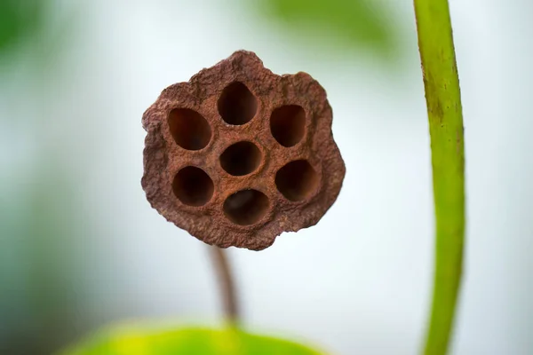 의료 이미지에 대 한 말린된 연꽃 씨앗의 구멍 Trypophobia 공포증 테스트. — 스톡 사진