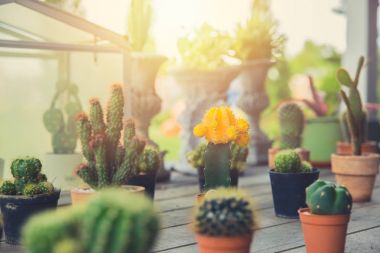 Kaktüs bitki ev dekorasyon, küçük kaktüs tencere hipster yaşam tarzı ev yaşam Bahçe köşe grubu.