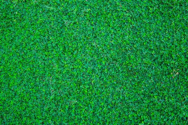 yeşil bitki çim kapak doku arka planı için.