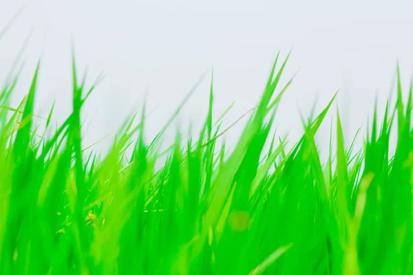 Closeup blur green grass illustration isolated on light background. — Stock Photo, Image