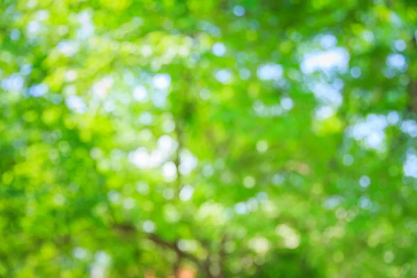 Groene boom natuur zomer bokeh achtergrond wazig. — Stockfoto