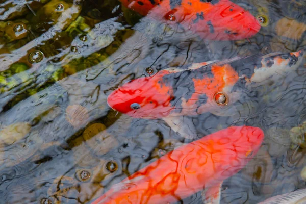 Peixe Koi Carp ou peixe brocado em lagoa com água refletem a luz da onda cores vibrantes vermelhas coloridas . — Fotografia de Stock