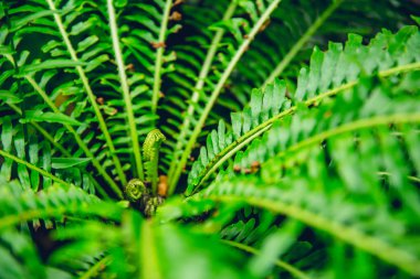 Green Fern rain forest background concept. Nephrolepis exaltata (The Sword Fern) - a species of fern in the family Lomariopsidaceae clipart