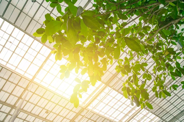 緑のエコ建築のコンセプトです。新鮮な空気と低エネルギーの使用のための太陽の屋根と室内の緑の木. — ストック写真