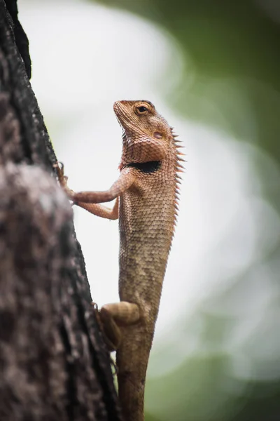 Closeup hagedis in de natuur vangen op de boom — Stockfoto