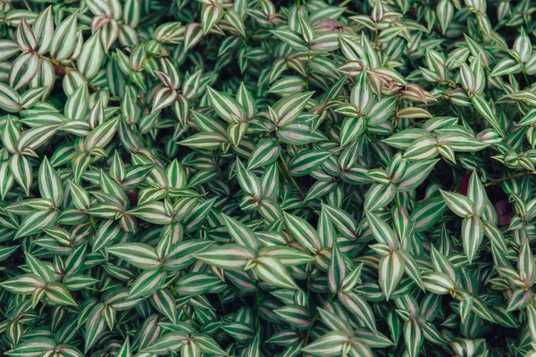 Πράσινο φύλλο φυτού υφή εκλεκτής ποιότητας colortone. — Φωτογραφία Αρχείου