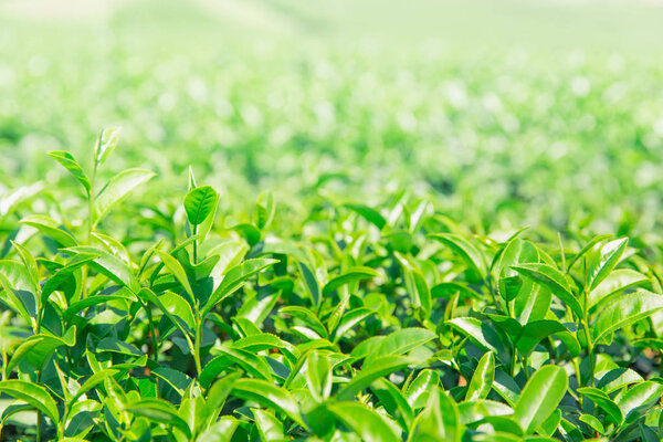 зеленые листья. зеленый чай завод сельскохозяйственного поля для фона
.