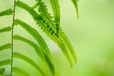 Makro closeup yeşil fern yaprak tropikal yağmur ormanları bitki arka plan.