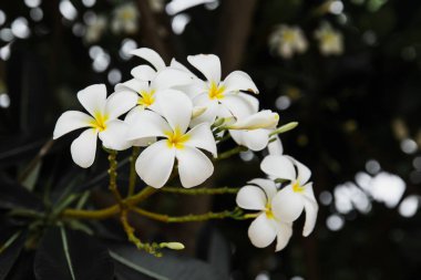 Grup plumeria çiçek siyah arka plan.