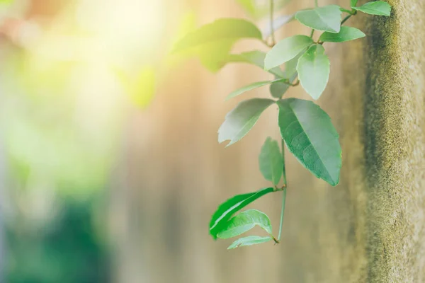 Scienza di ecologia concetto verde. Struttura foglia di vite verde primo piano con clorofilla e processo di fotosintesi con sole . — Foto Stock