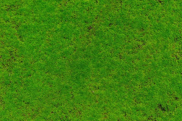 Grünes Moos, moosbewachsene Pflanzendecke Stein feucht im Regenwald. — Stockfoto