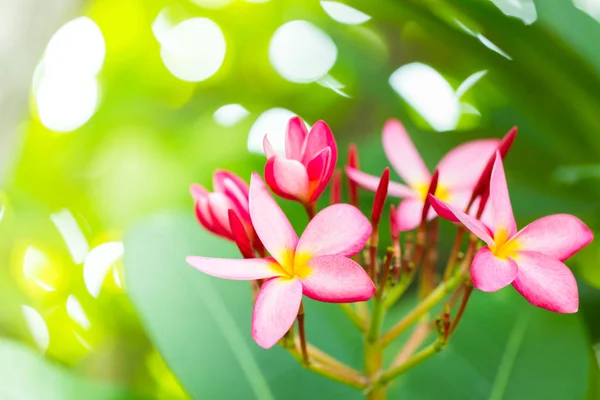 Pink plumeria flower red color in the tree summer — Stock Photo, Image