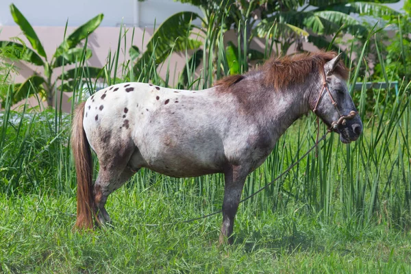 Küçük Asya at çim sahada ayakta. — Stok fotoğraf