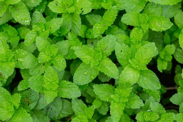 Peppermint Leaf,Home herbal garden with Label, Nontoxic clean plant, Organic vegetables for food.