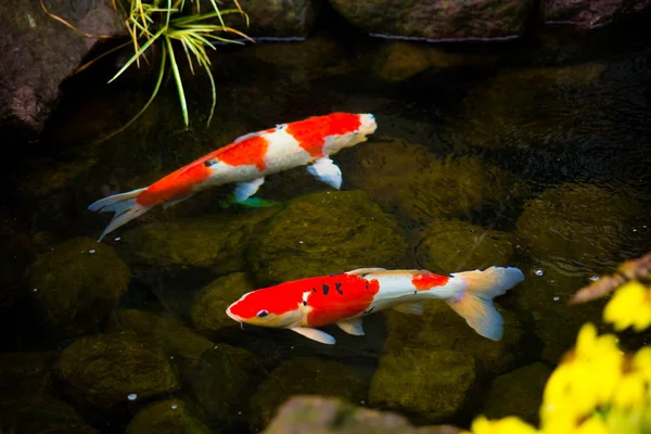 Japón Koi Peces o Carpas en estanque . — Foto de Stock