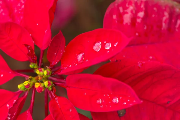 Hoja roja de la planta de Navidad . — Foto de Stock