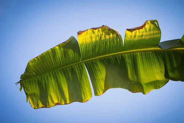 푸른 하늘에 고립 된 바나나 잎 — 스톡 사진