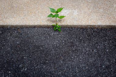 Asfalt yol ile metin için küçük ağaç kompozisyon yer.