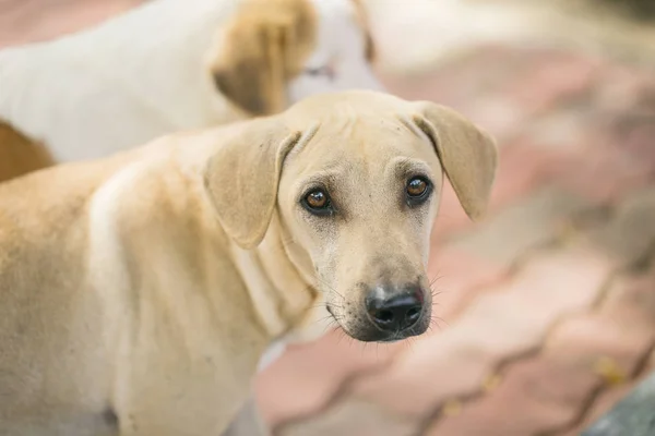 Thailändska hund, fokus på ögonen. — Stockfoto