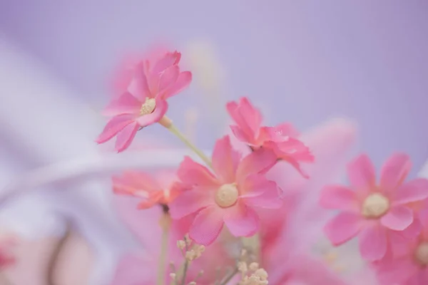 Rosa fiore per sfondo, Amore concetto . — Foto Stock