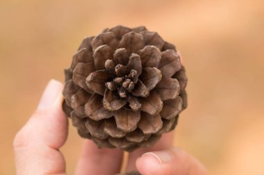 Koni yandan bulanıklık arka plan ile çam.