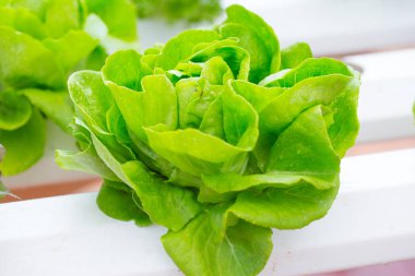 ekmeğiiçine Salata marul oganic sağlıklı bitki vejetaryen temiz yemek için.