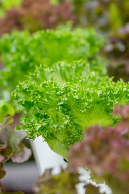 Yakın yeşil meşe, taze sebze, temiz gıda kavramı..