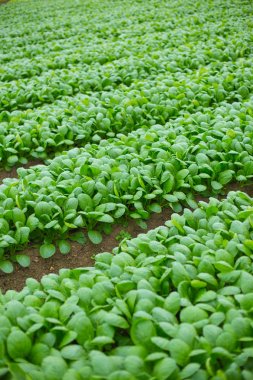 Green Spinach farming field in Japan. clipart