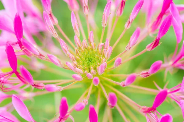 Bela flor com detalhe pólen de Cleome flor de aranha hassleriana . — Fotografia de Stock