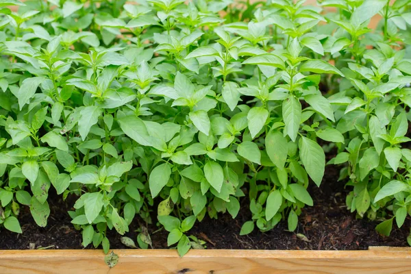 Fesleğen yaprağı, etiket, toksik olmayan temiz tesisi, organik sebze yemek için bitkisel Bahçeli ev.