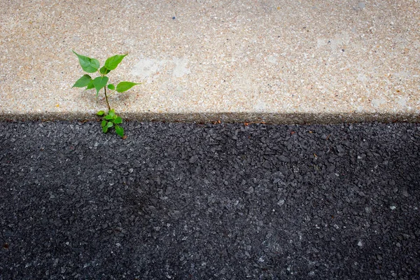 沥青路面与文本的小乔木组成空间. — 图库照片