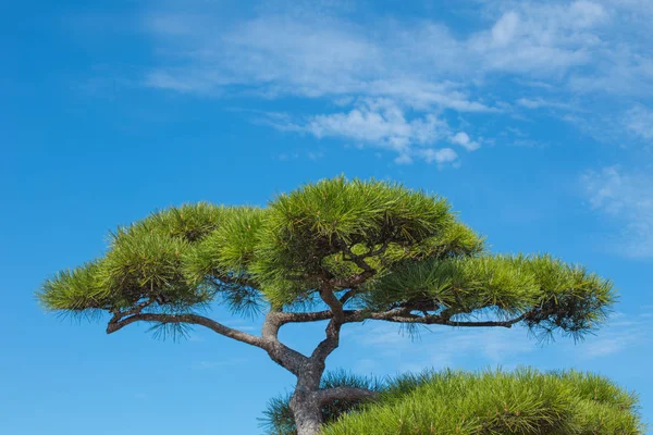 Japon çam ağacı sığ derinliği alan vintage renk tonu.