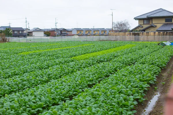 Yeşil ıspanak tarım alanı içinde Japonya.