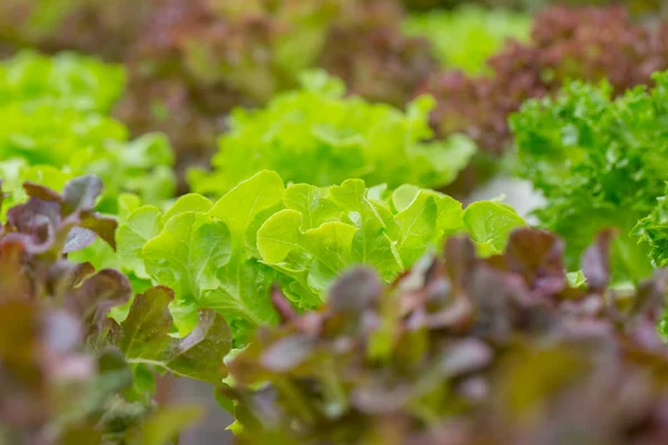 近くに緑のオーク、新鮮な野菜、きれいな食品のコンセプト. — ストック写真