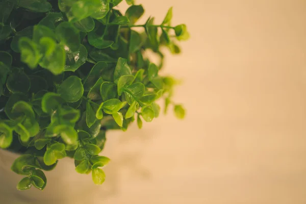 Hoja verde con fondo de madera borrosa blanca tono de color vintage . —  Fotos de Stock
