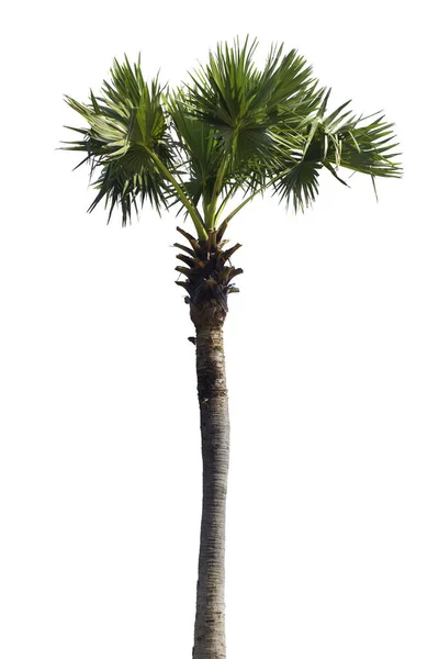 Palmboom geïsoleerd op witte achtergrond. — Stockfoto