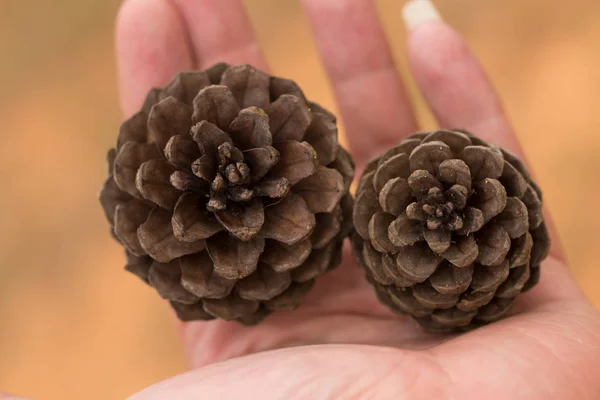 Pine cone on hand with blur background. — Stock Photo, Image