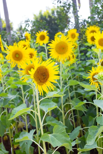 Sunflower in the field — Stock Photo, Image