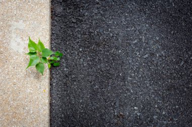 Asfalt yol ile metin için küçük ağaç kompozisyon yer.
