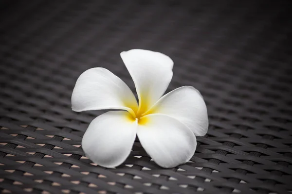 Fiore di plumeria bianco con sfondo modello tono scuro . — Foto Stock