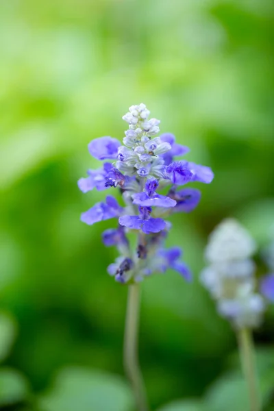 Flor de lavanda enfoque poco profundo fondo borroso . —  Fotos de Stock