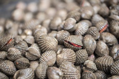 Vibrio parahaemo lyticus ile kirli deniz ürünleri Anadara granosa veya taze kan cockle.