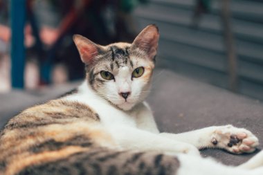 Asya iç kanama kedi bakmak ve göz iletişim yüz ile kamera hissediyorum şüpheli bakıyorum.