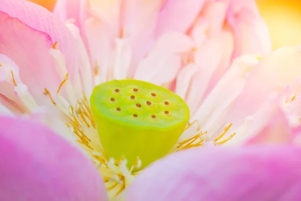 Pembe lotus çiçeği closeup polen polen Anti synd neden — Stok fotoğraf