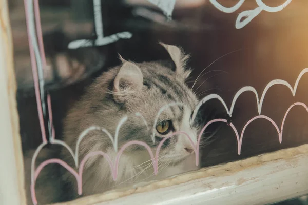 Lonely cute cat looking out of windows vintage color tone — Stock Photo, Image