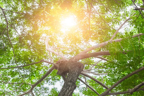 Vista albero verde da sotto l'albero con soleggiato parco naturale fresco sullo sfondo del mattino . — Foto Stock