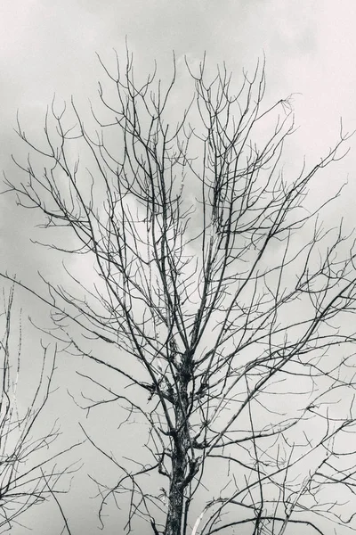 Árvore morta com olhar nublado horror céu solitário tom preto e branco com efeito de grão . — Fotografia de Stock