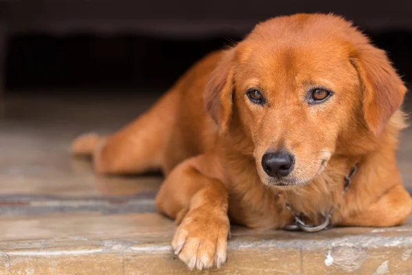 Ruskea söpö hiukset koira, jolla on pieni hymy ja tilaa tekstille . — kuvapankkivalokuva