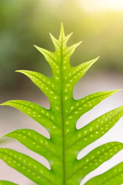 매크로 근접 촬영 녹색 화분 잎 열 대 우림 식물 배경. — 스톡 사진
