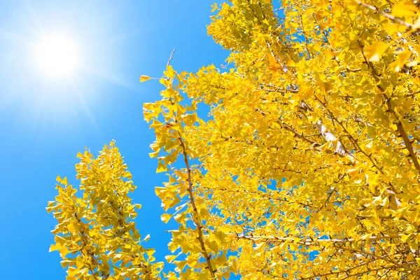 Árbol amarillo Ginko con cielo azul en Japón . — Foto de Stock